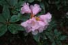 psuedochrysanthum-1 (76-051)